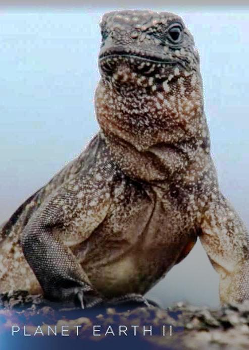 Iguana vs Snakes (C)